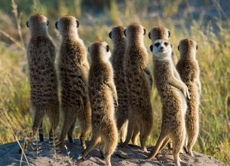 Image of meerkats
